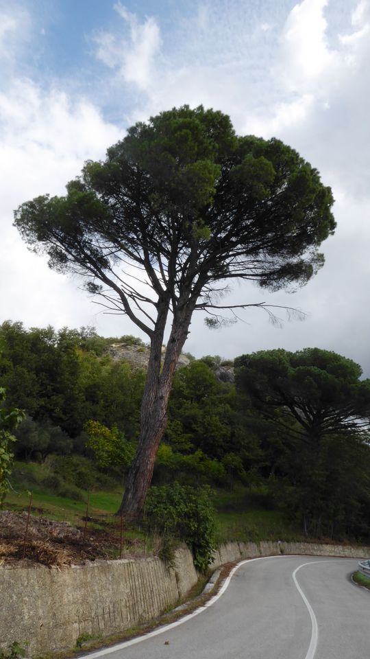 foto dell'albero