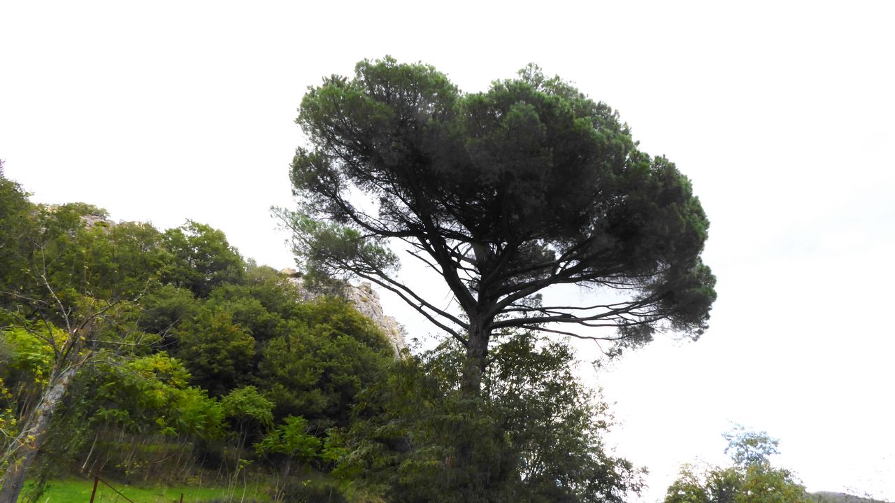 foto dell'albero