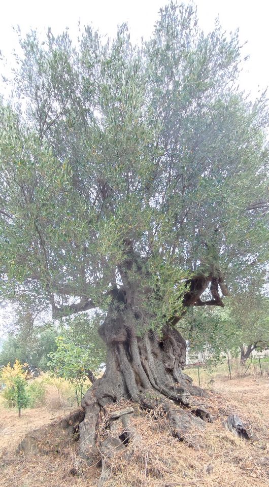 foto dell'albero