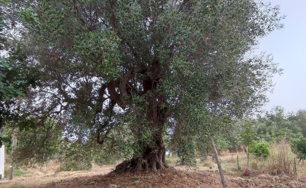 foto dell'albero