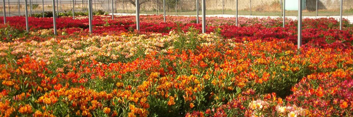 fiori in serra