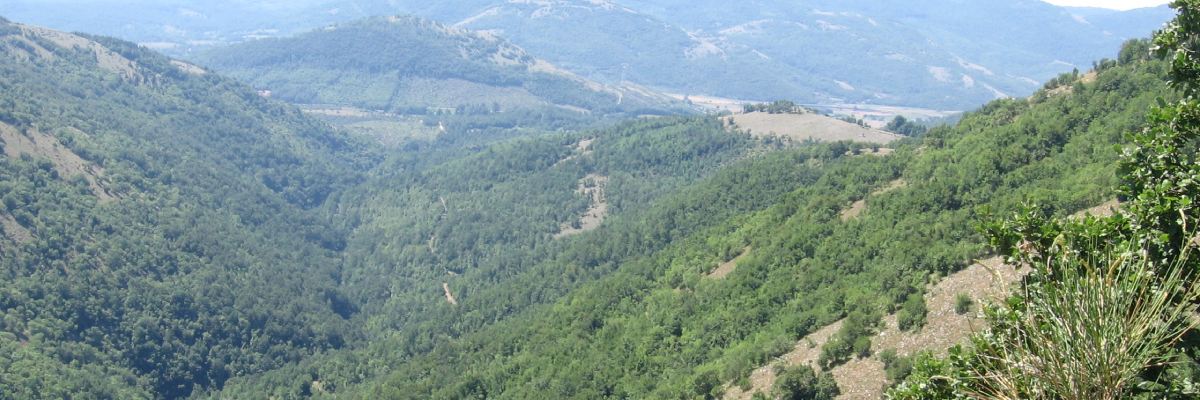foresta