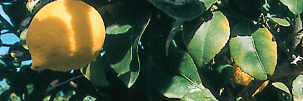 banner limoni