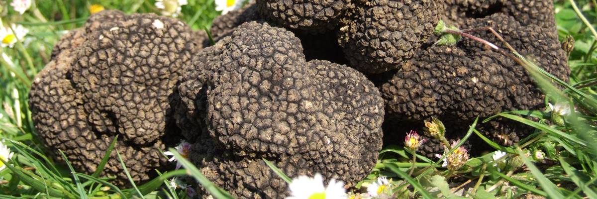 banner tartufo