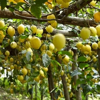 limoni