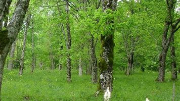 foresta regionale
