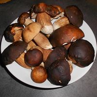 porcini