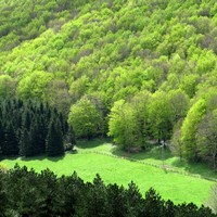 foresta del taburno