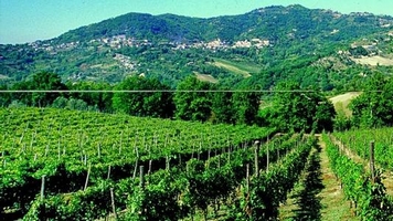 vigneto in collina