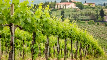 vigneto campano