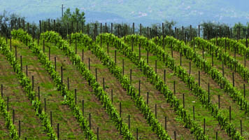 vigneto campano