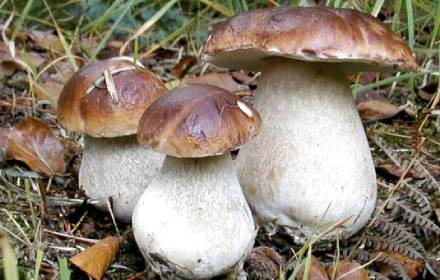 banner funghi