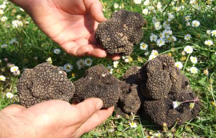 tartufo