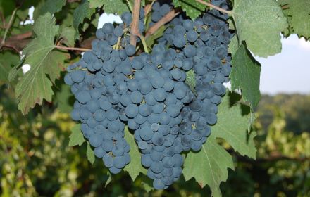 grappolo uva nera