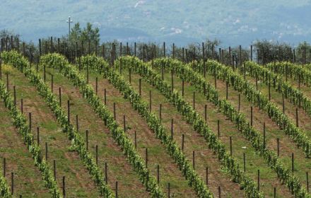 vigneto campano