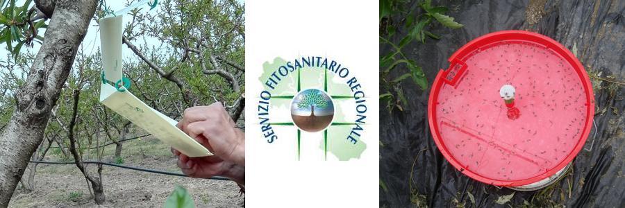 banner fitosanitario