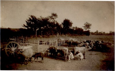 mungitura manuale delle bufale