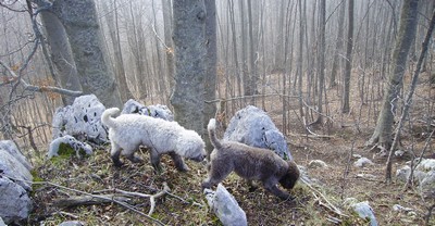 ricerca del tartufo