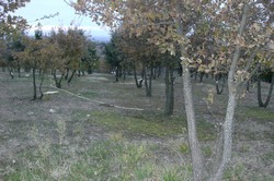 tartufaia
