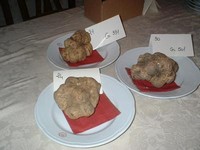 tartufo bianco di alba